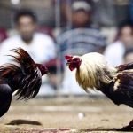 Iron-spurred cockfighting – Overview